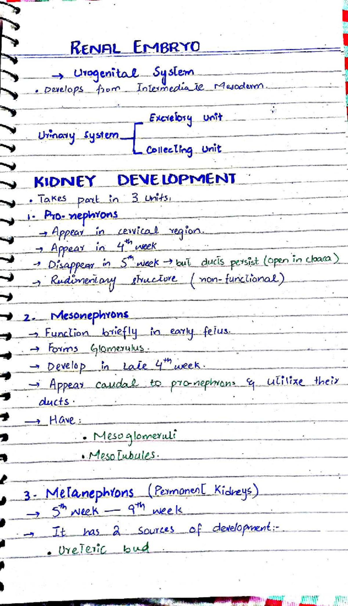 Kidney Development Notes - Renal Embryology (BIO 202) - Studocu
