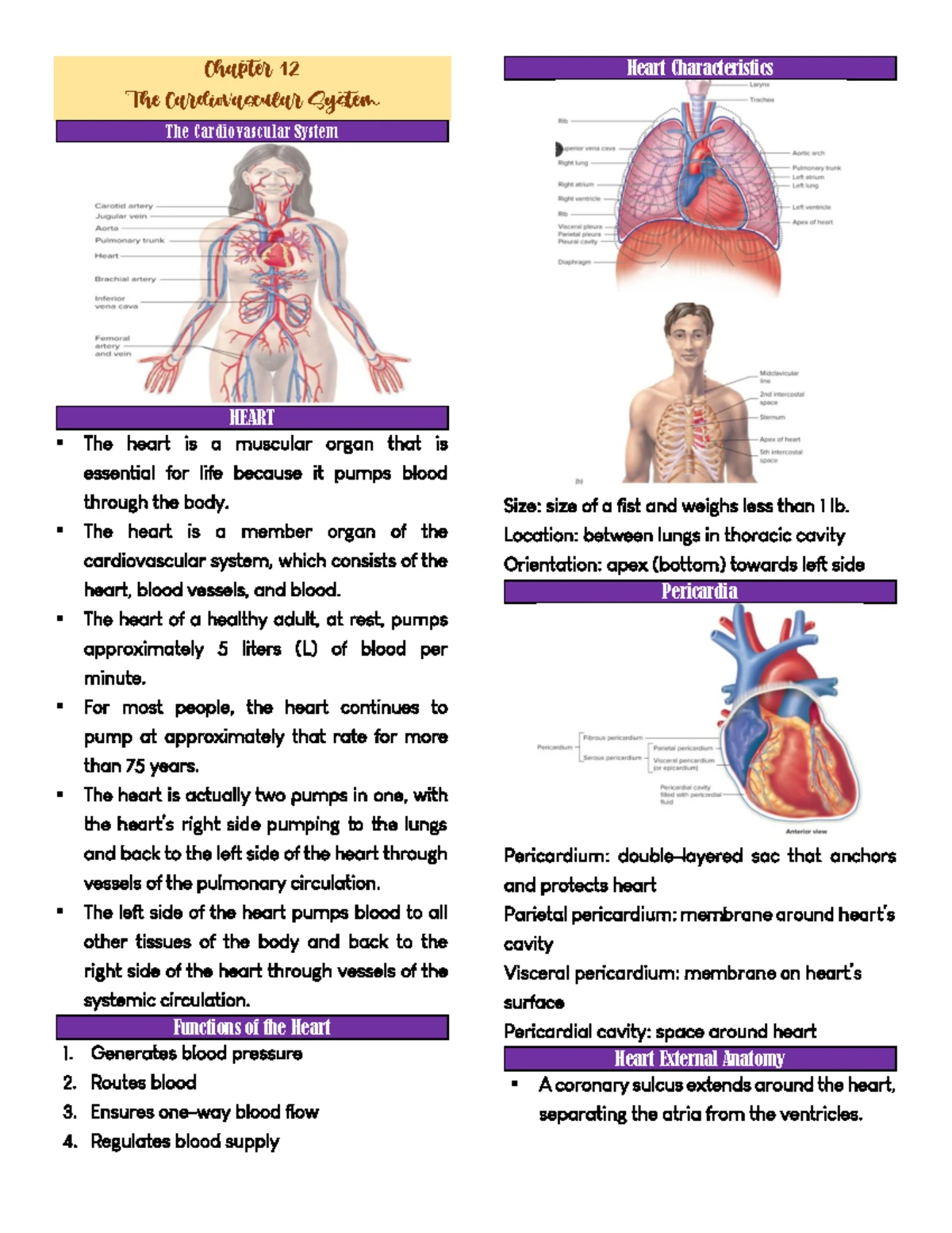 Endocrine System Overview: Key Concepts and Functions (BIO 101) - Studocu