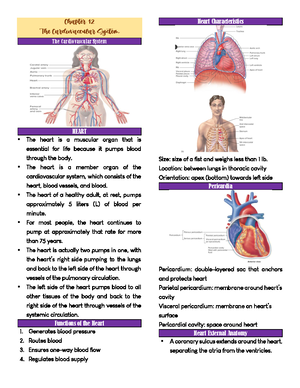 Respiratory- System - CHAPTER 15 Respiratory System What is Respiratory ...