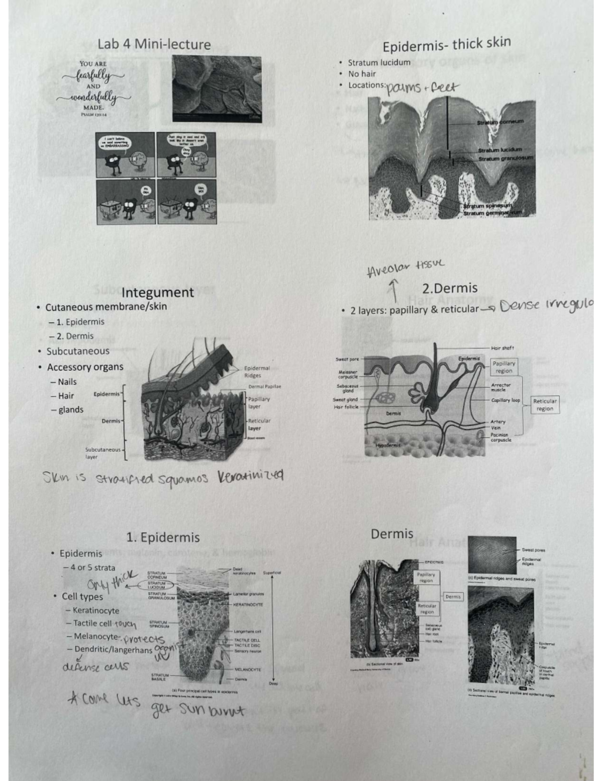 Lab 4: In-Depth Analysis of Skin Layers and Structures - Studocu