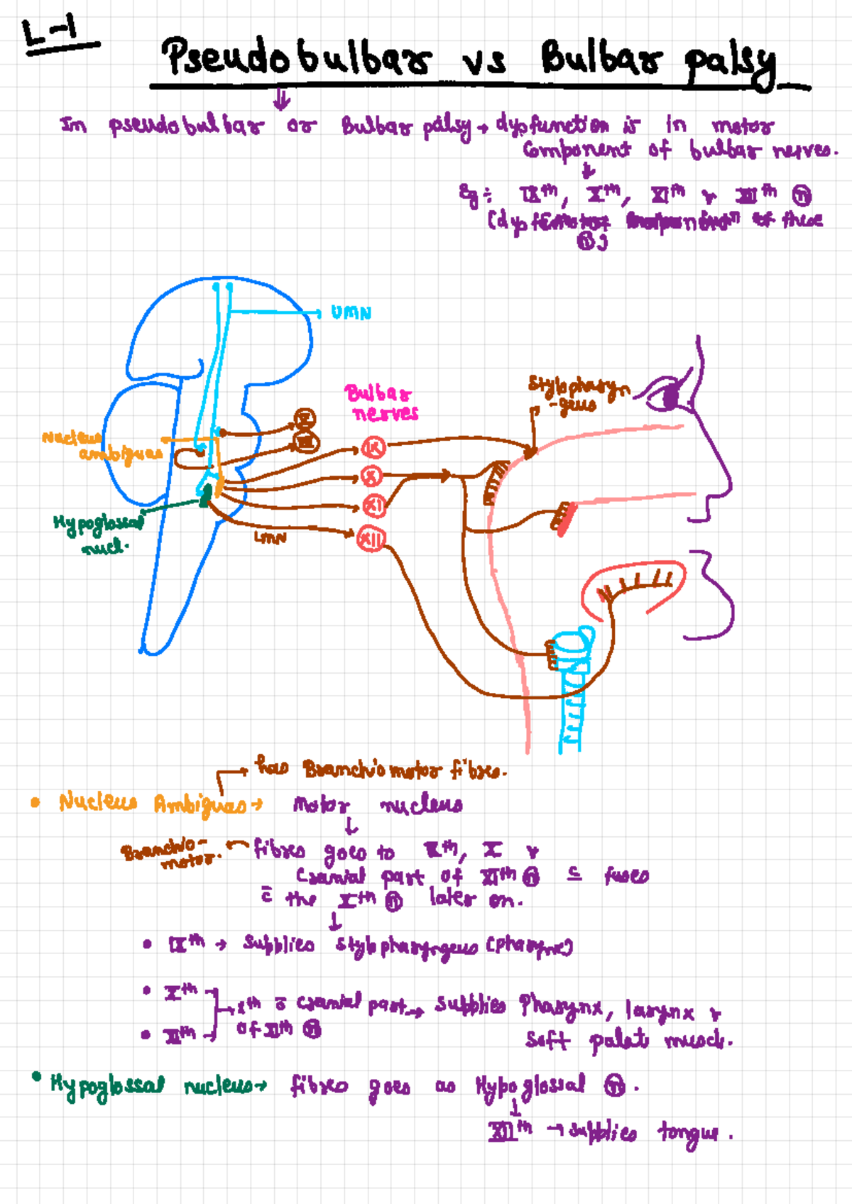 Pseudobulbar vs Bulbar Palsy: A Detailed Study Guide on UMN & LMN - Studocu