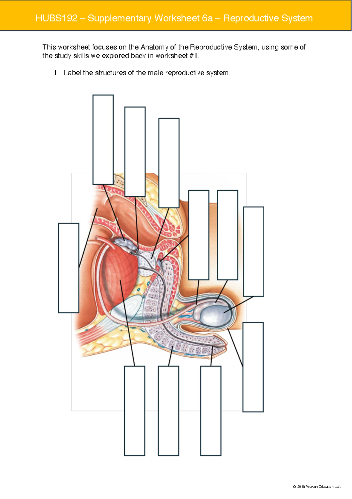 HUBS192 Supplementary Worksheet 6a: Anatomy of Reproductive System ...
