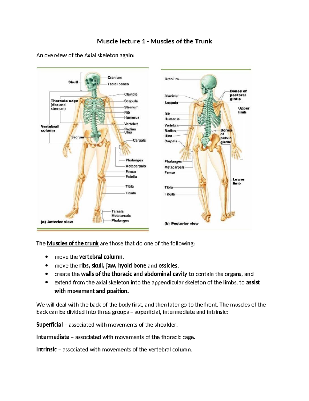 Muscle Lecture 1 - Overview of Trunk Muscle Anatomy - Muscle lecture 1 ...