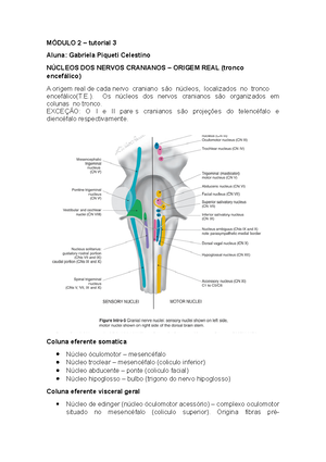 fases do puerpério, dequitação e loquiação. Hemorragia puerperal e ...