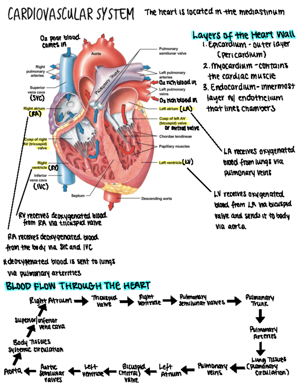 Cardiovascular System: Overview of Heart Structure and Function - Studocu