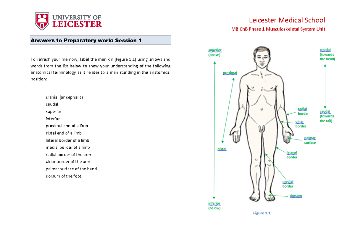 Answers to Preparatory Work: Session 1 - MB ChB Phase 1 Musculoskeletal ...