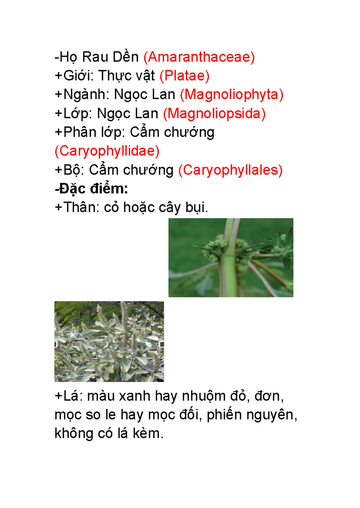 Đặc điểm và Tên Latin của Họ Rau Dền (Amaranthaceae) - Studocu