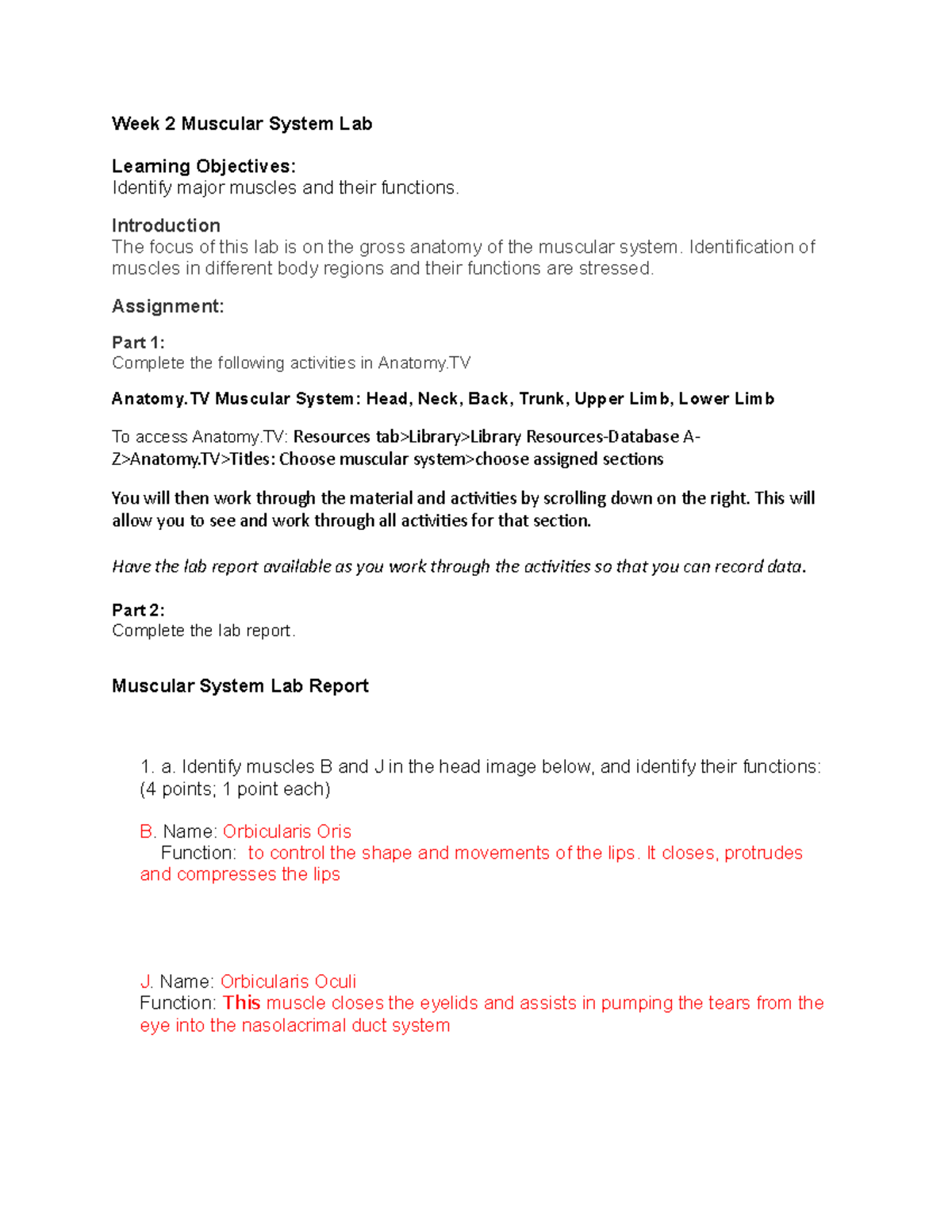 Week 2 Muscular System Lab Report - Key Notes and Activities - Studocu