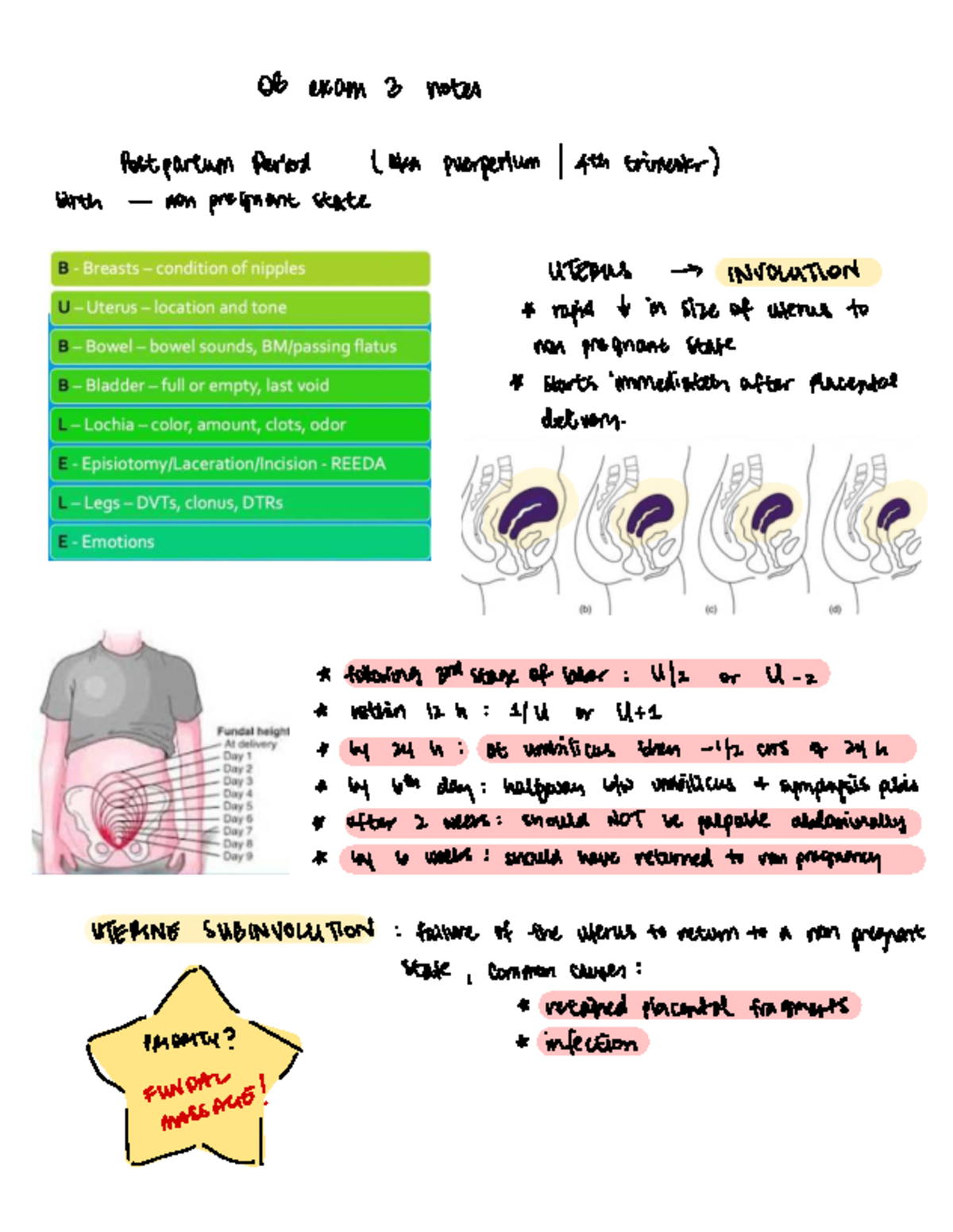 Exam 3 Notes: Postpartum Period & Uterine Involution (Nursing) - Studocu