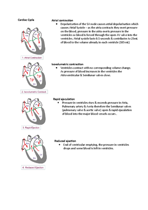 Ch. 20 Animation Cardiac Cycle - Cardiac Cycle To complete this ...