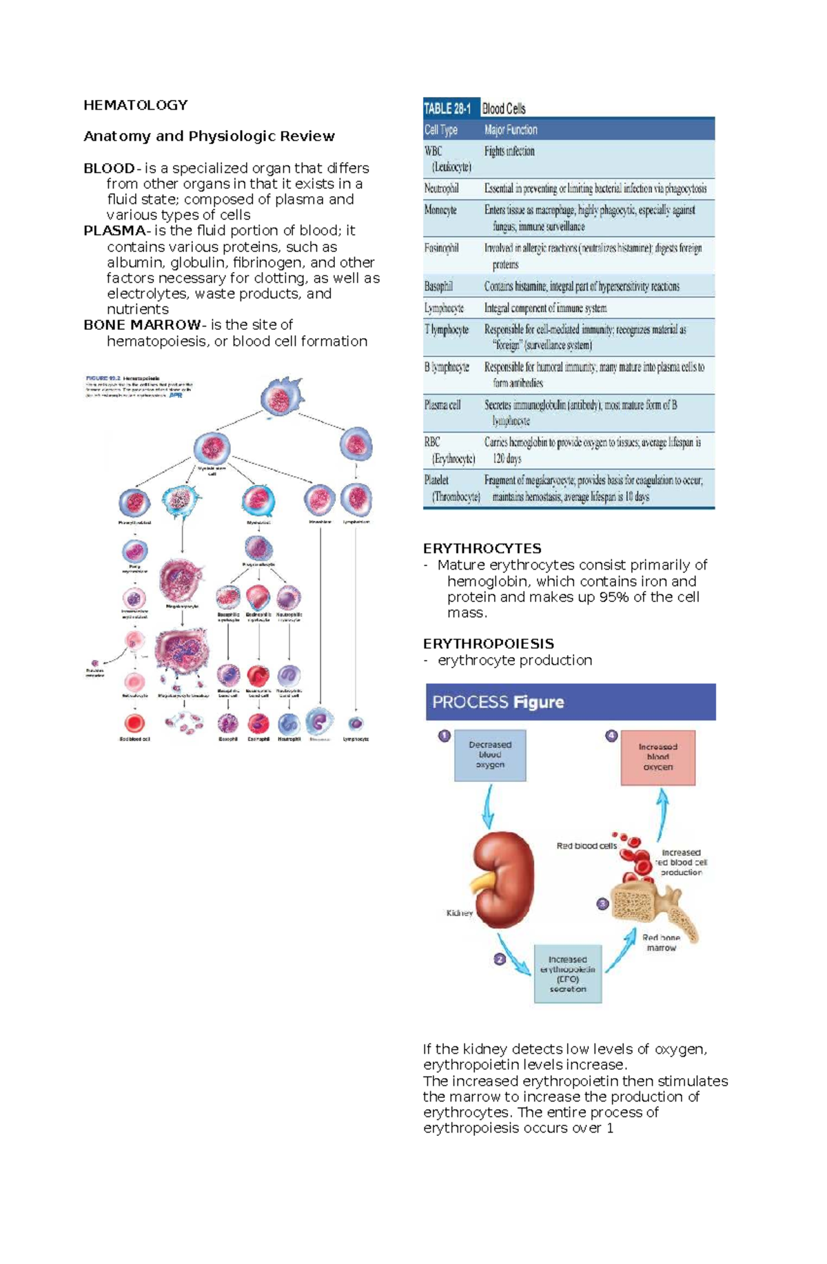 HEM 101: Hematology Anatomy & Physiology Review Notes - Studocu