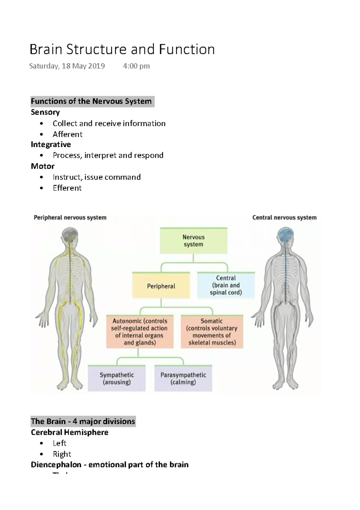 Brain Structure and Function - Functions of the Nervous System Sensory ...