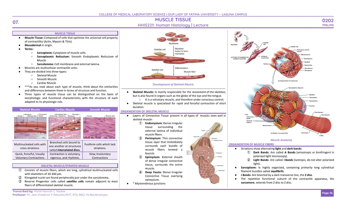 MLS-0202 HHIS221: Midterm Lecture on Muscle Tissue - Studocu