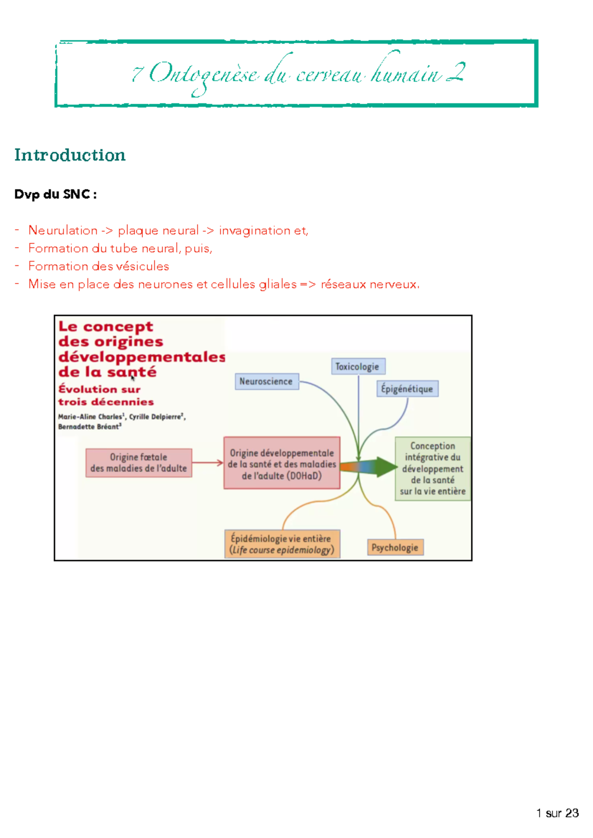 Ontongenèse du cerveau humain 2 - Introduction Dvp du SNC ...