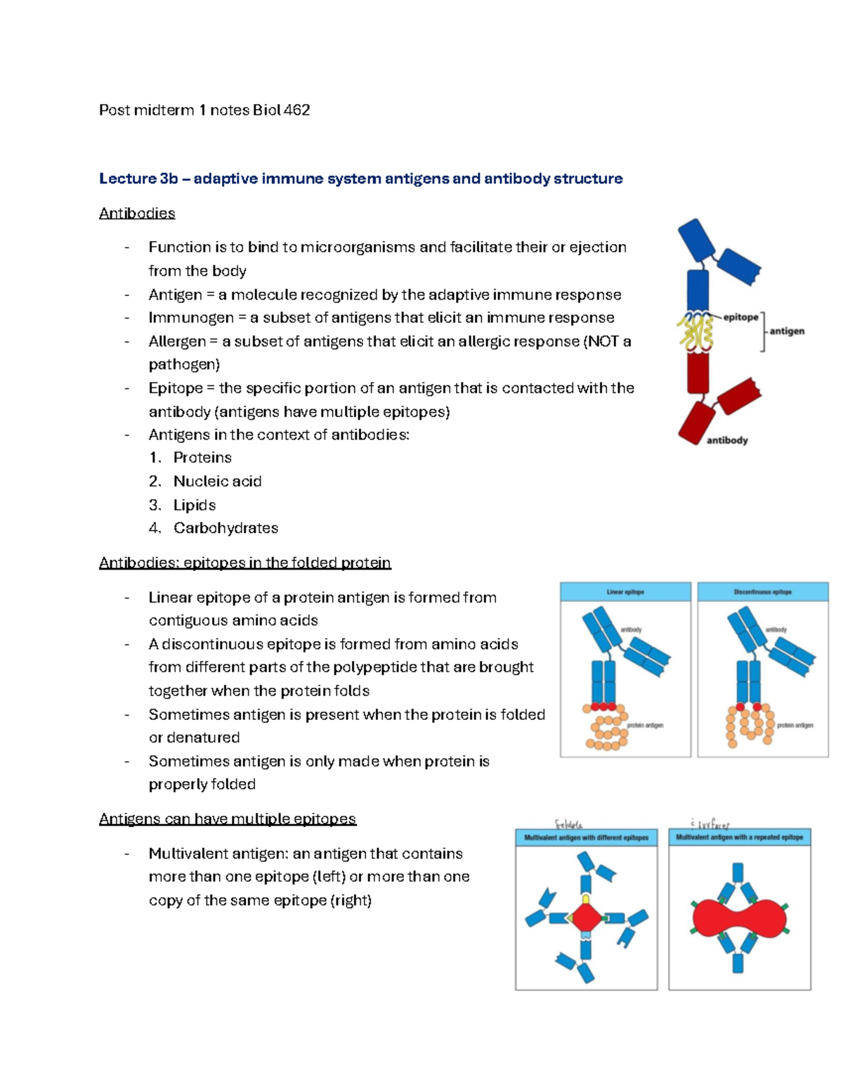 Post Midterm 1 Notes: Biol 462 Lecture 3b on Adaptive Immune System ...