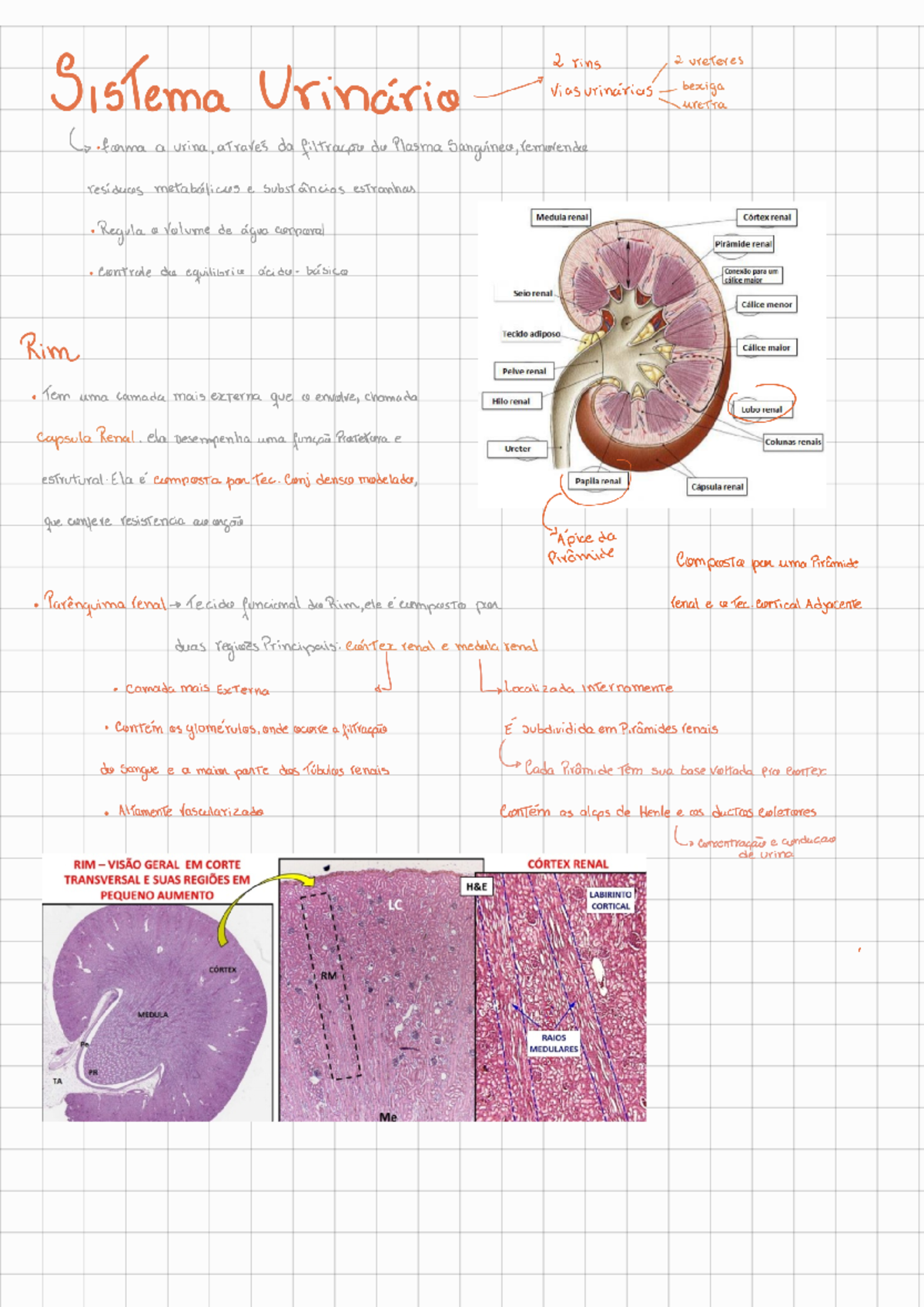 Histologia do Sistema Urinário - Anatomia e Funções dos Rins e Ureteres ...