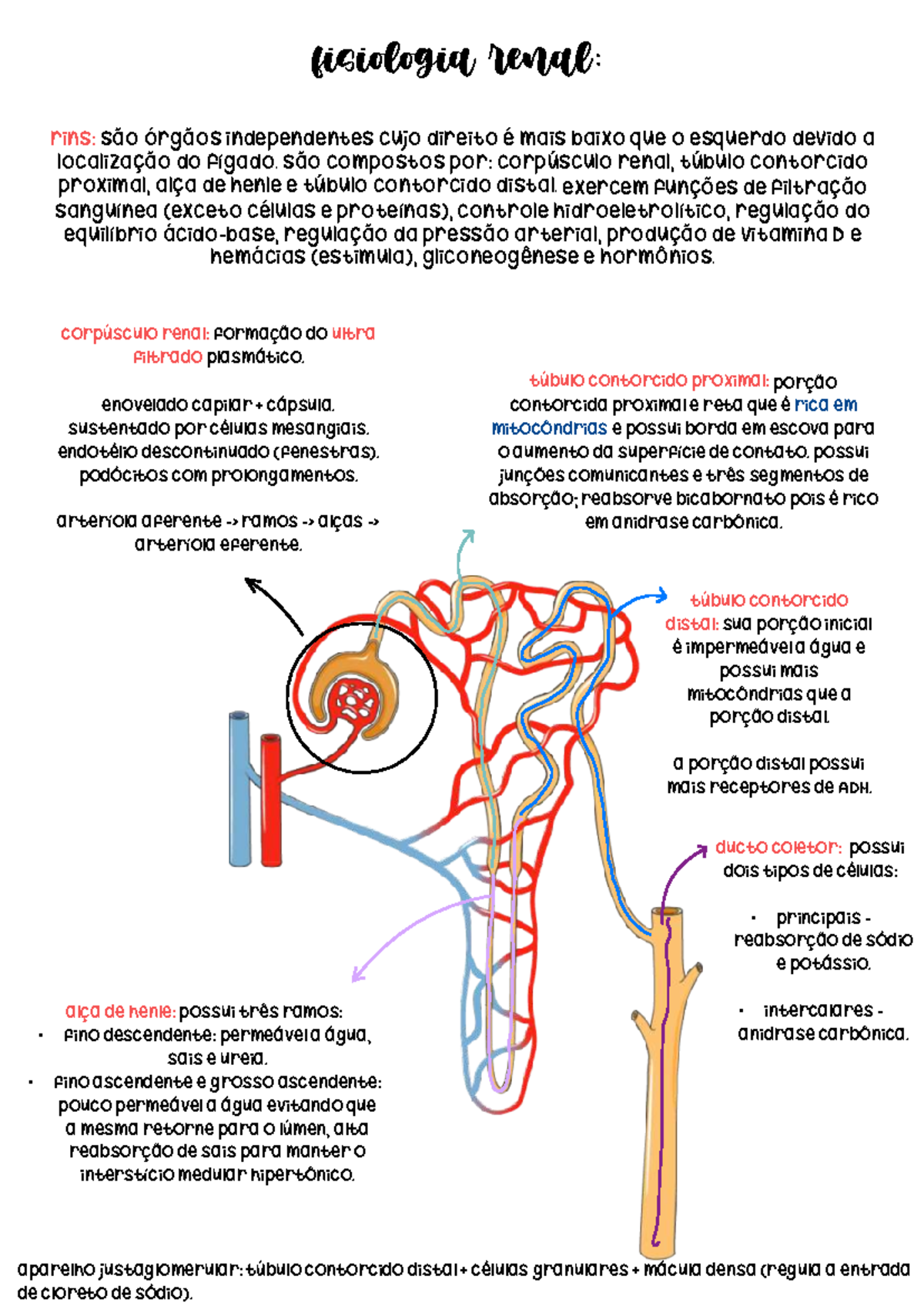 Fisiologia Renal: Estruturas e Funções dos Rins (FIS101) - Studocu