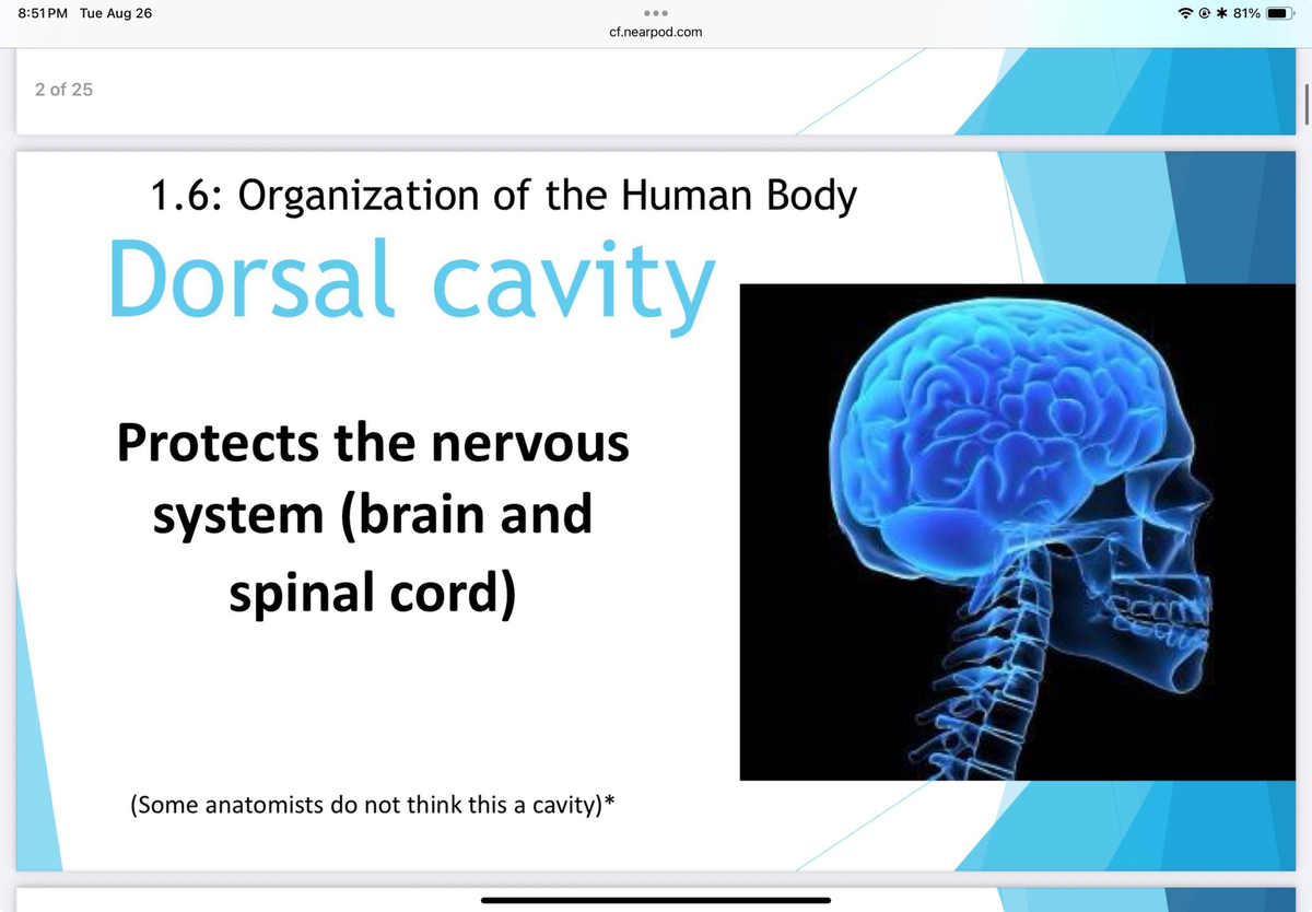 Final Exam Study Guide for BIO101: Organization of the Human Body - Studocu