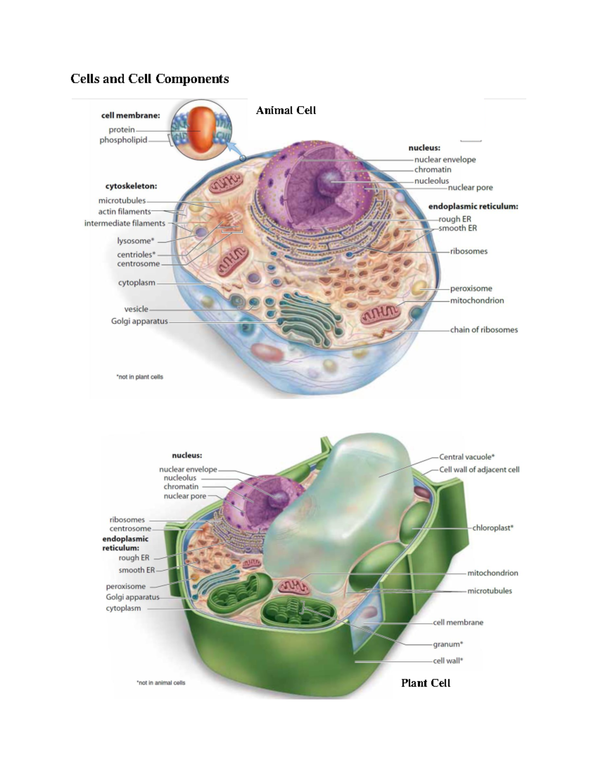 Cells and Cell Components: Animal and Plant Cells Overview W 24 - Studocu
