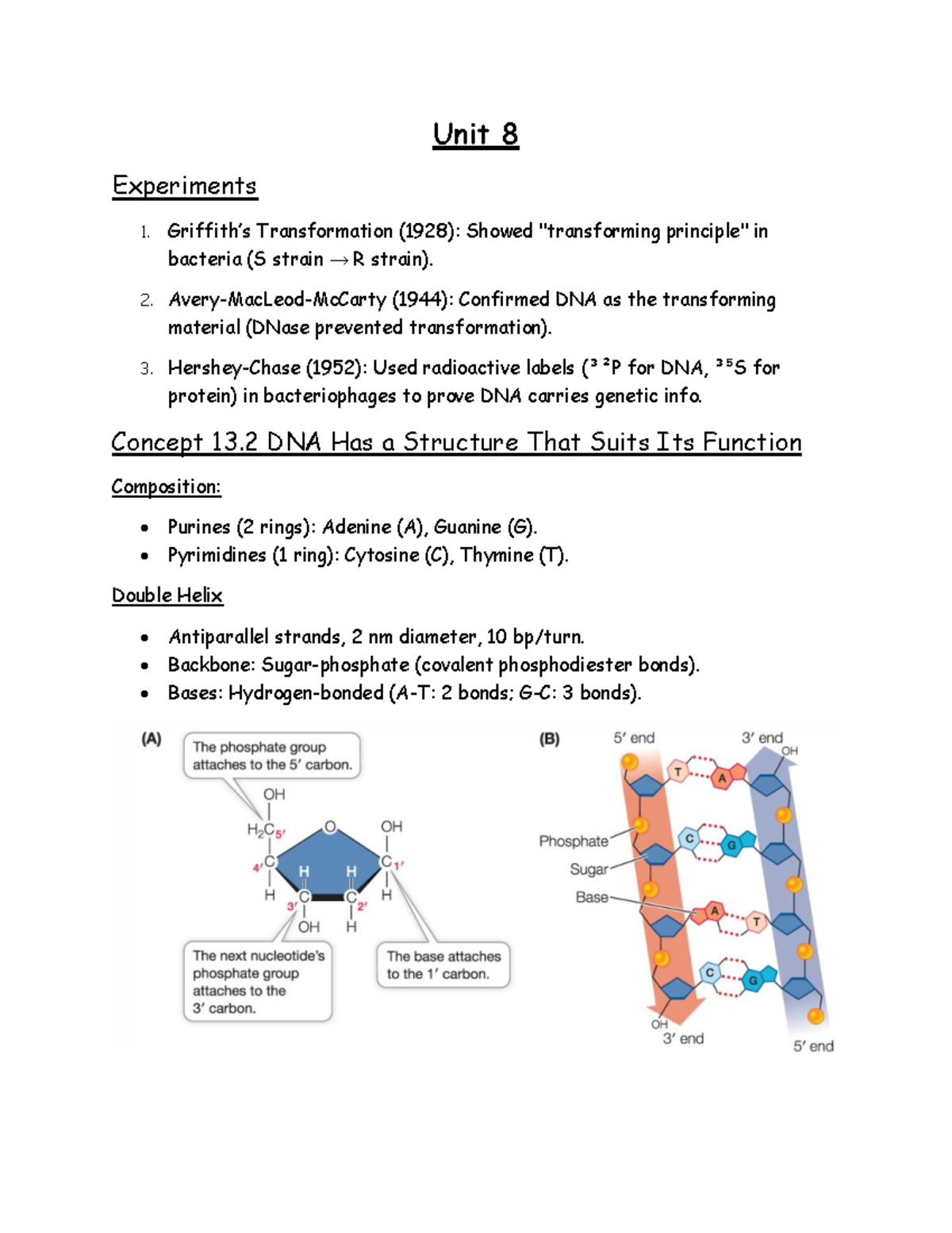 Unit 8 Notes - DNA Structure & Replication Concepts - Studocu