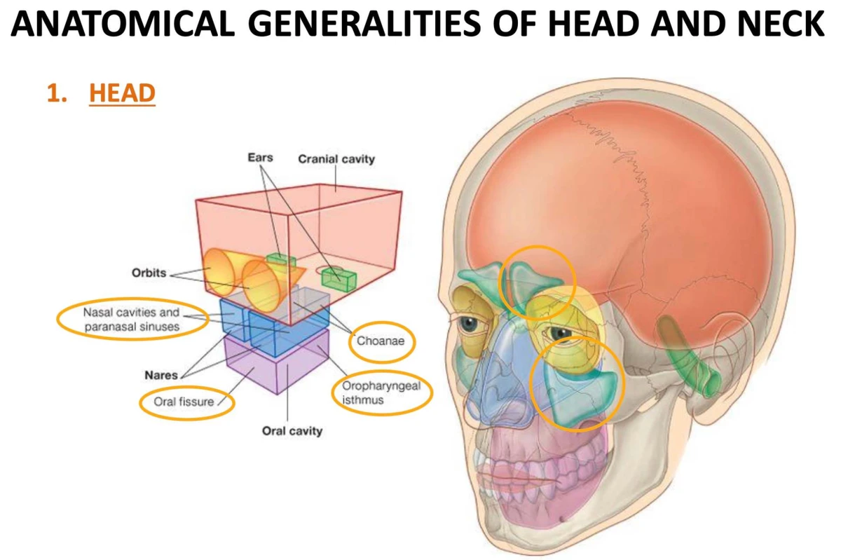 Cranial Nerves Overview: Functions and Pathways (ANAT 101) - Studocu