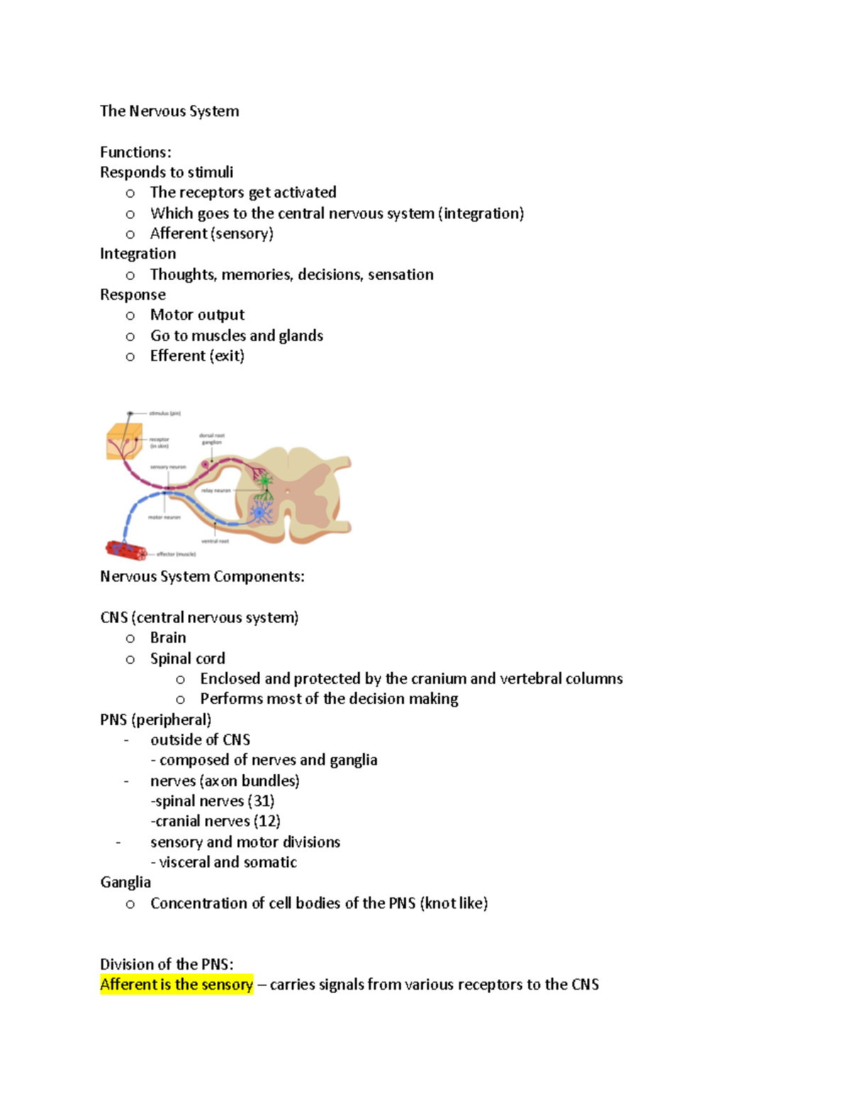Chapter 13: Reflexes, Spinal Tracts, and the Nervous System - The ...