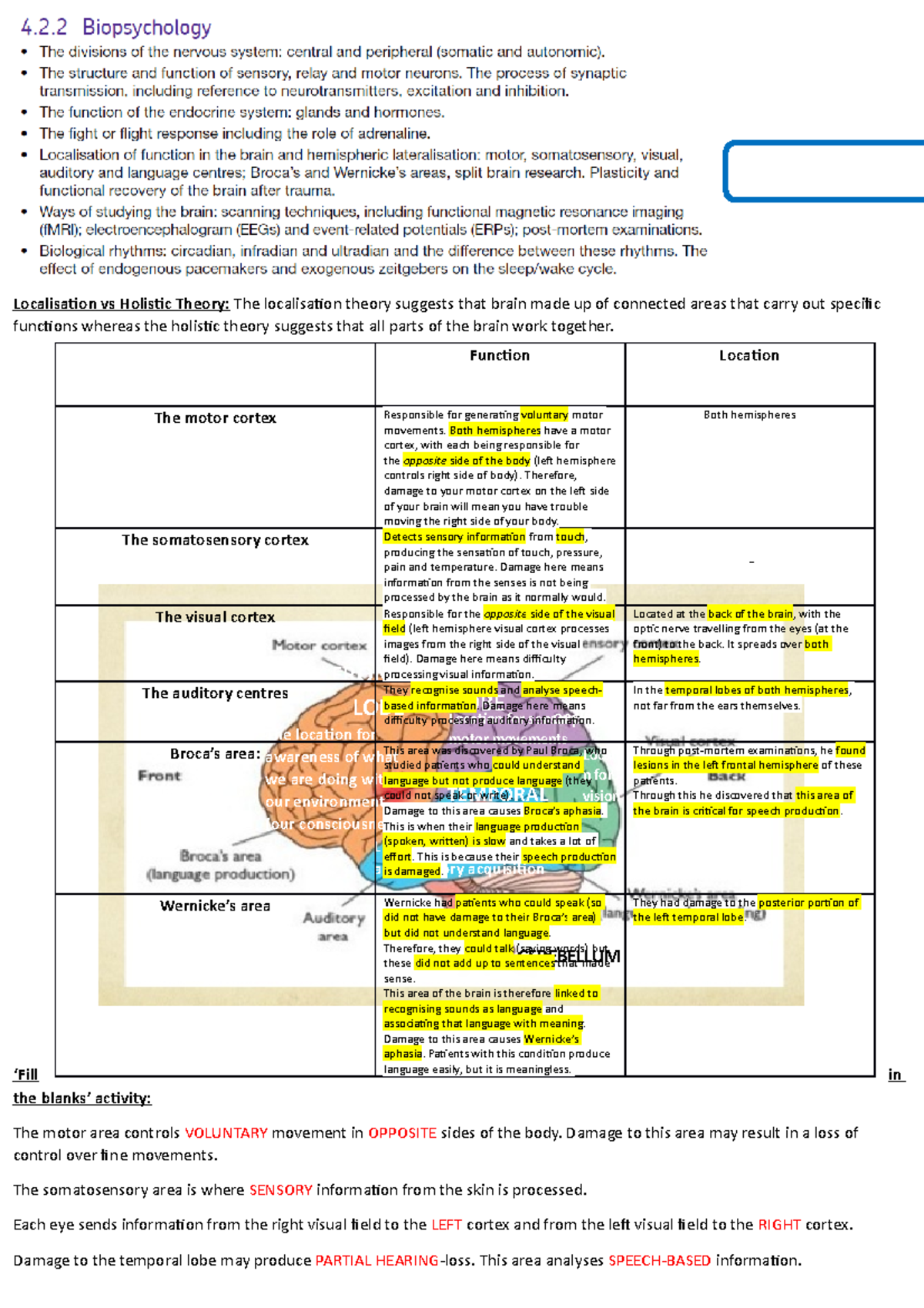 Localisation of Function in the Brain: AO1 Overview and Insights - Studocu