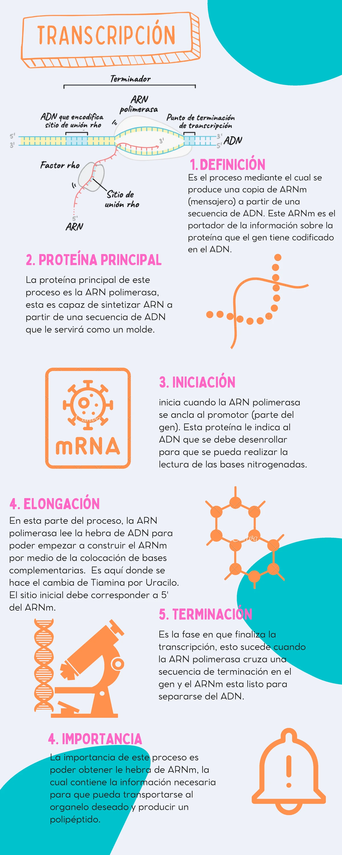Infografía Transcripción RRA - TRANSCRIPCIÓN DEFINICIÓN1. 2. PROTEÍNA ...