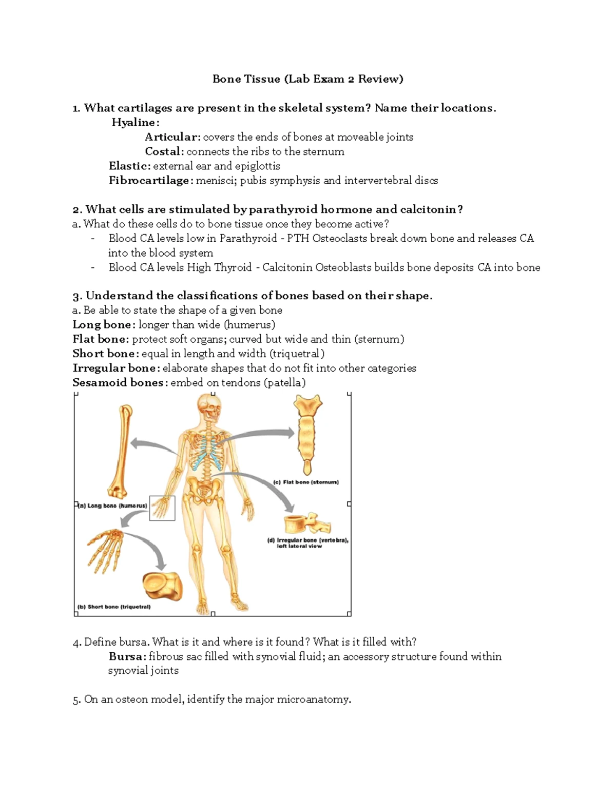 BIO 2061 A&P II Lab Exam II Comprehensive Review Notes - Studocu