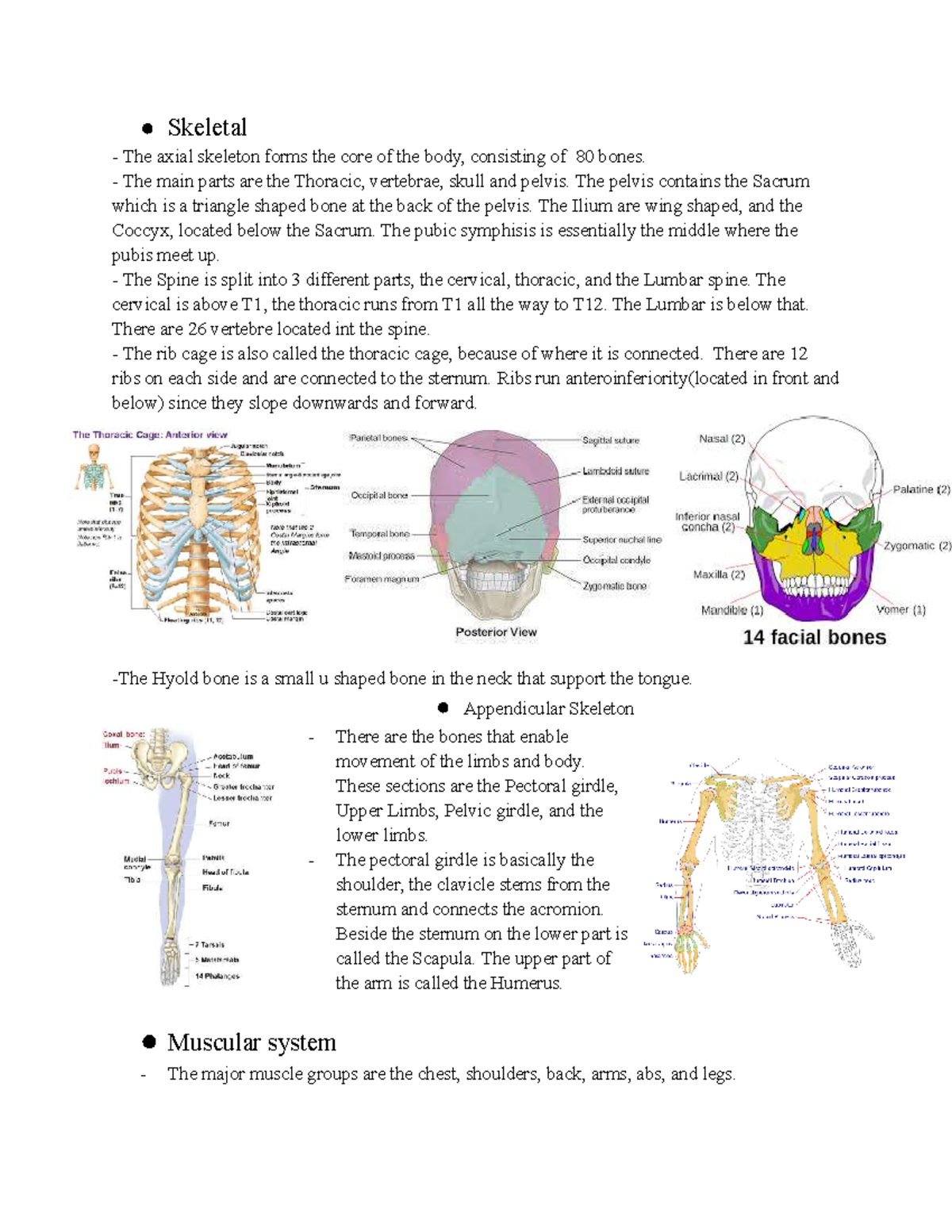 Anatomy & Physiology Cheat Sheet: Axial & Appendicular Skeletons - Studocu