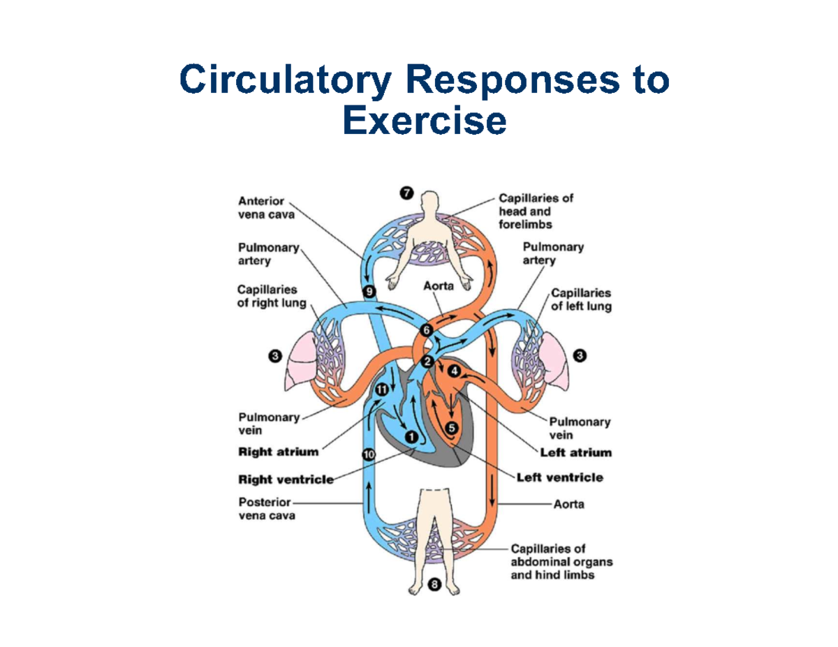 Physiology of Exercise: Circulatory Responses to Activity - Studocu