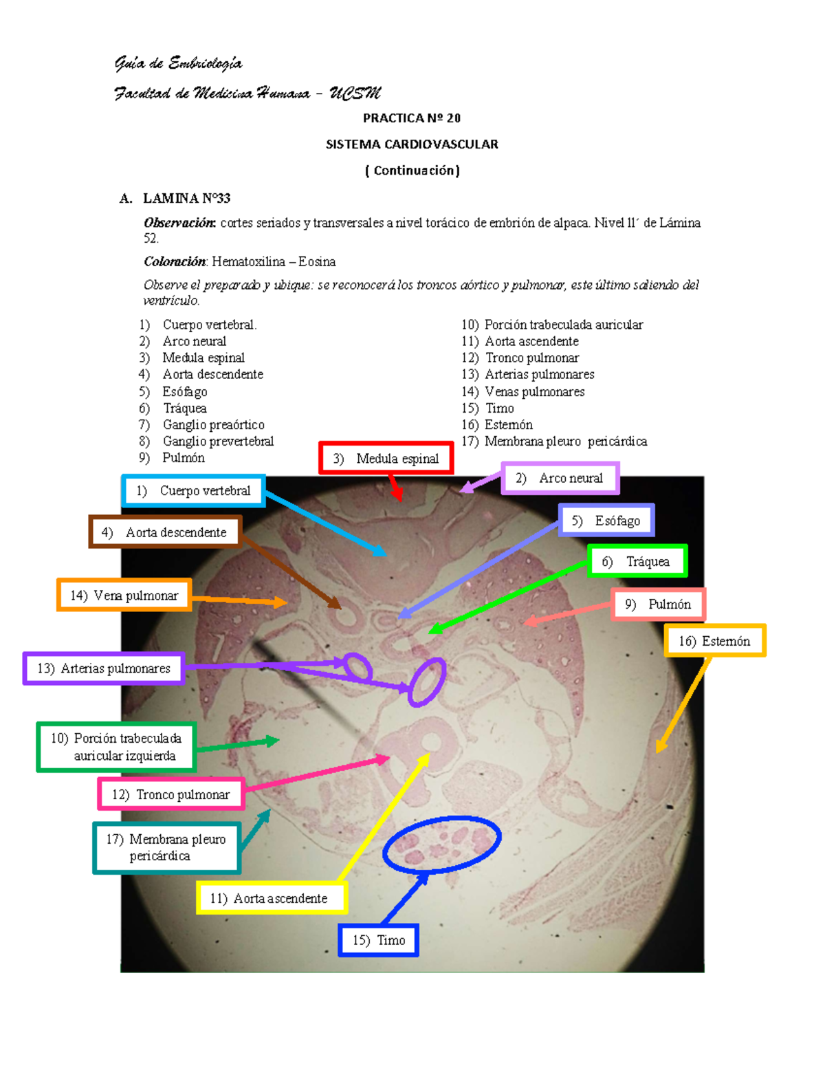 Lamina De Esofago Rotulada Guía Histología | Andy Mambel | UDocz
