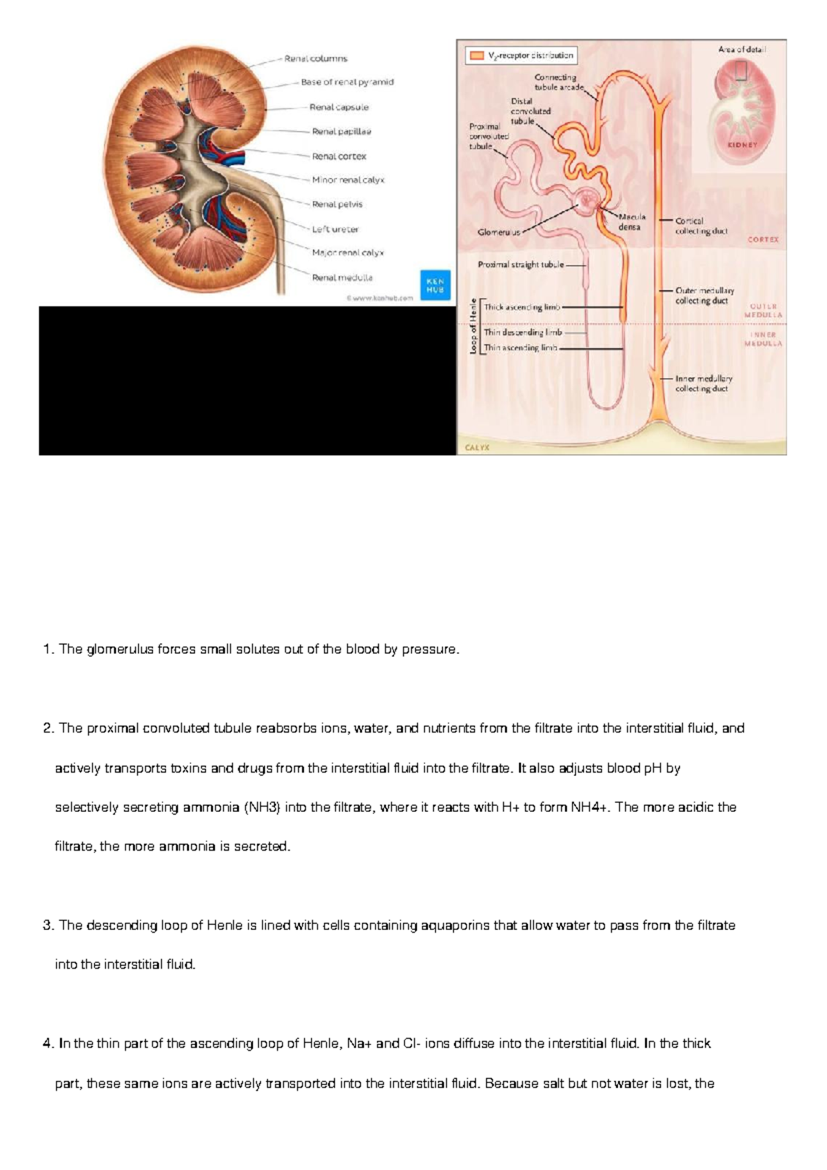 Kidney Physiology Notes: Glomerulus & Nephron Functions - Studocu