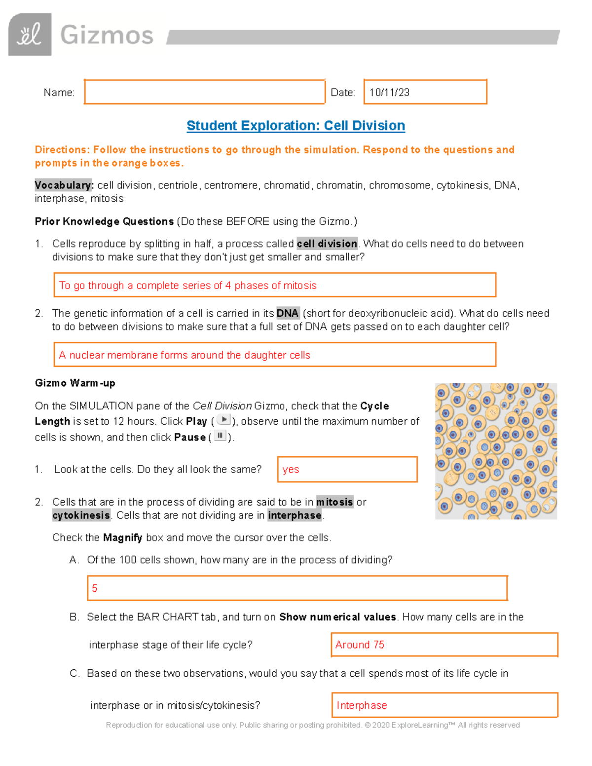 Cell Division Exploration Answer Key (Biology 101) - Studocu