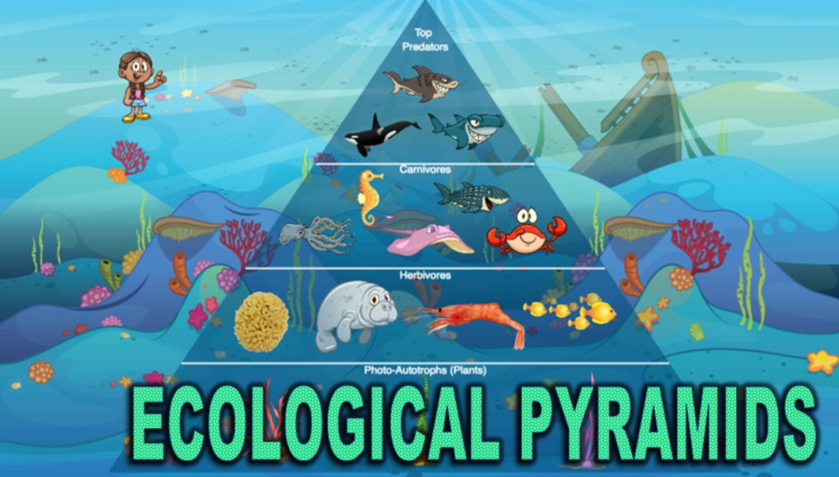 Marine Ecosystem Energy Pyramid