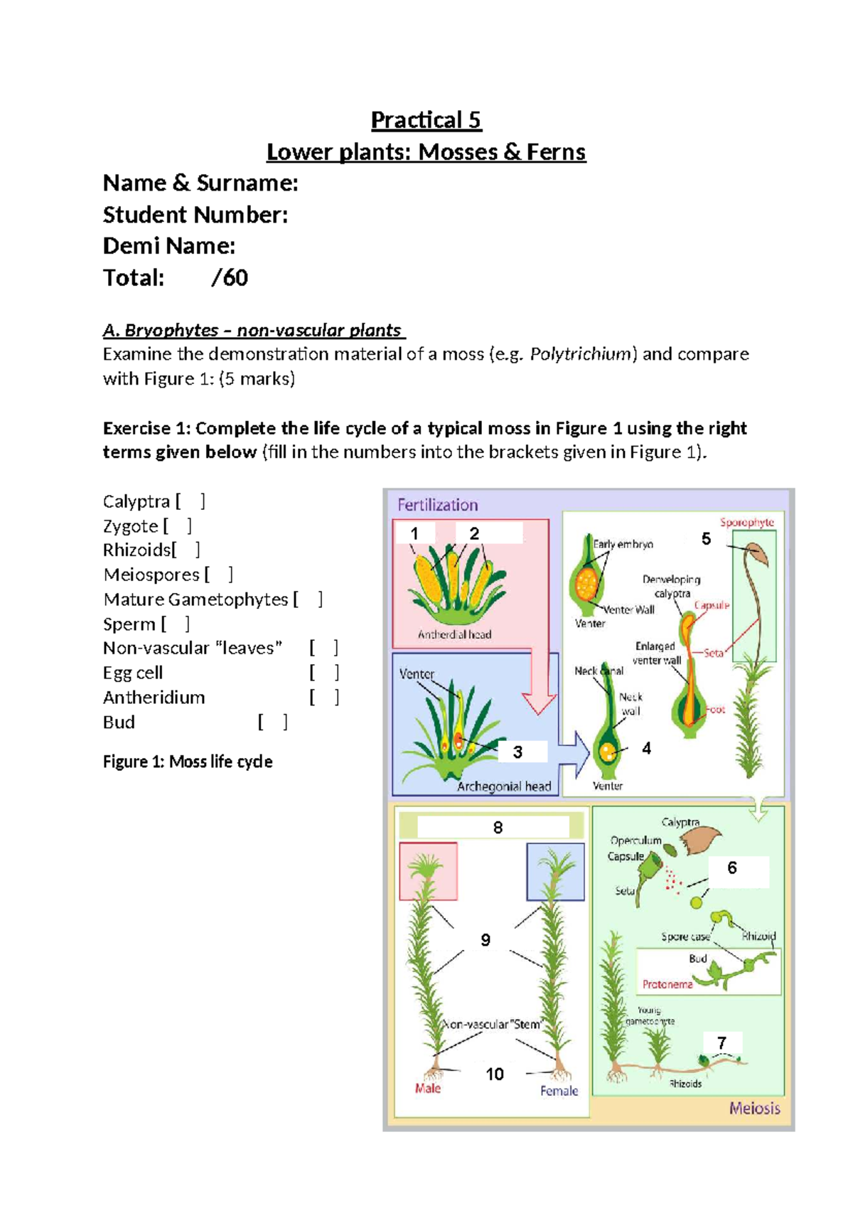 Lower Plants Practical Worksheet: Mosses & Ferns (Practical 5) - Studocu