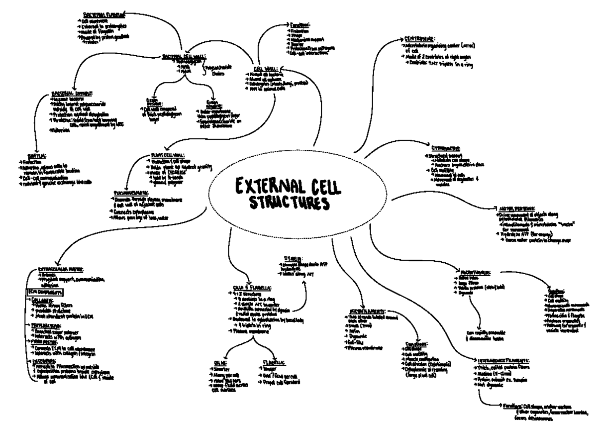 External Cell Structures: Bacterial Flagella, Cell Wall, and ECM ...