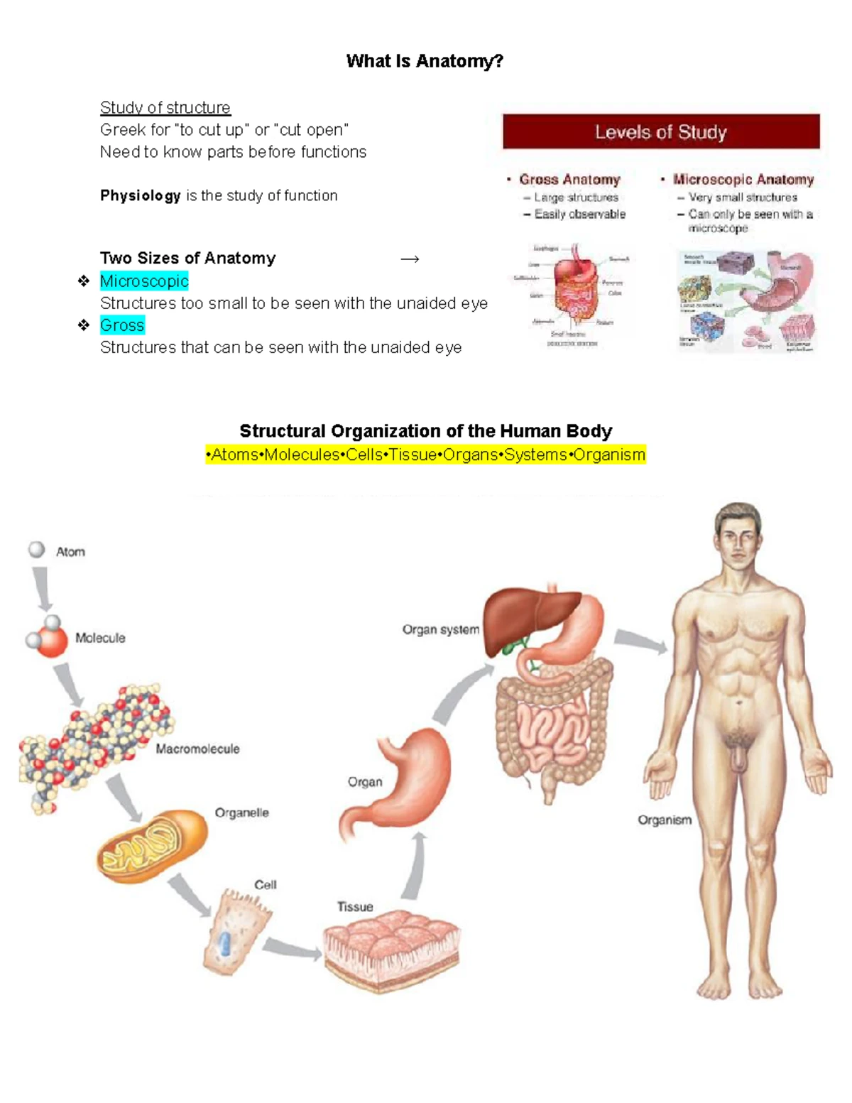 Lecture 14: Anatomy & Function of the Respiratory System - Studocu
