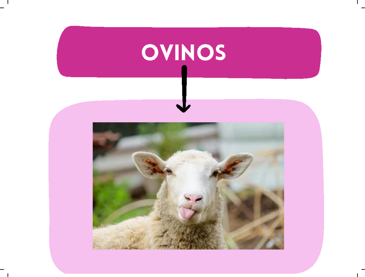 Apuntes Rumiantes Ovinos: Enfermedades y Diagnósticos Clave - Studocu