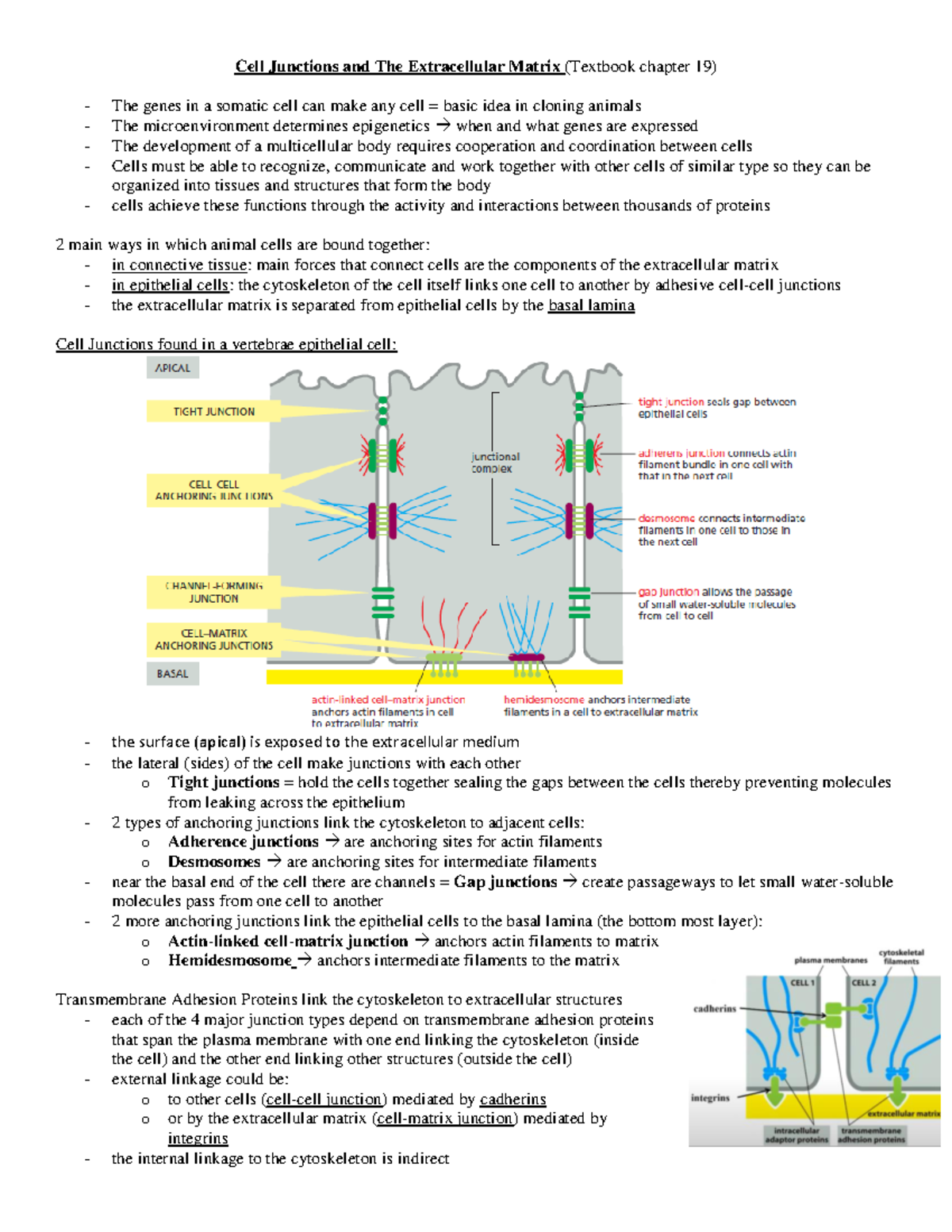 Lecture 8 - Understanding Cell Junctions and Their Functions - Studocu