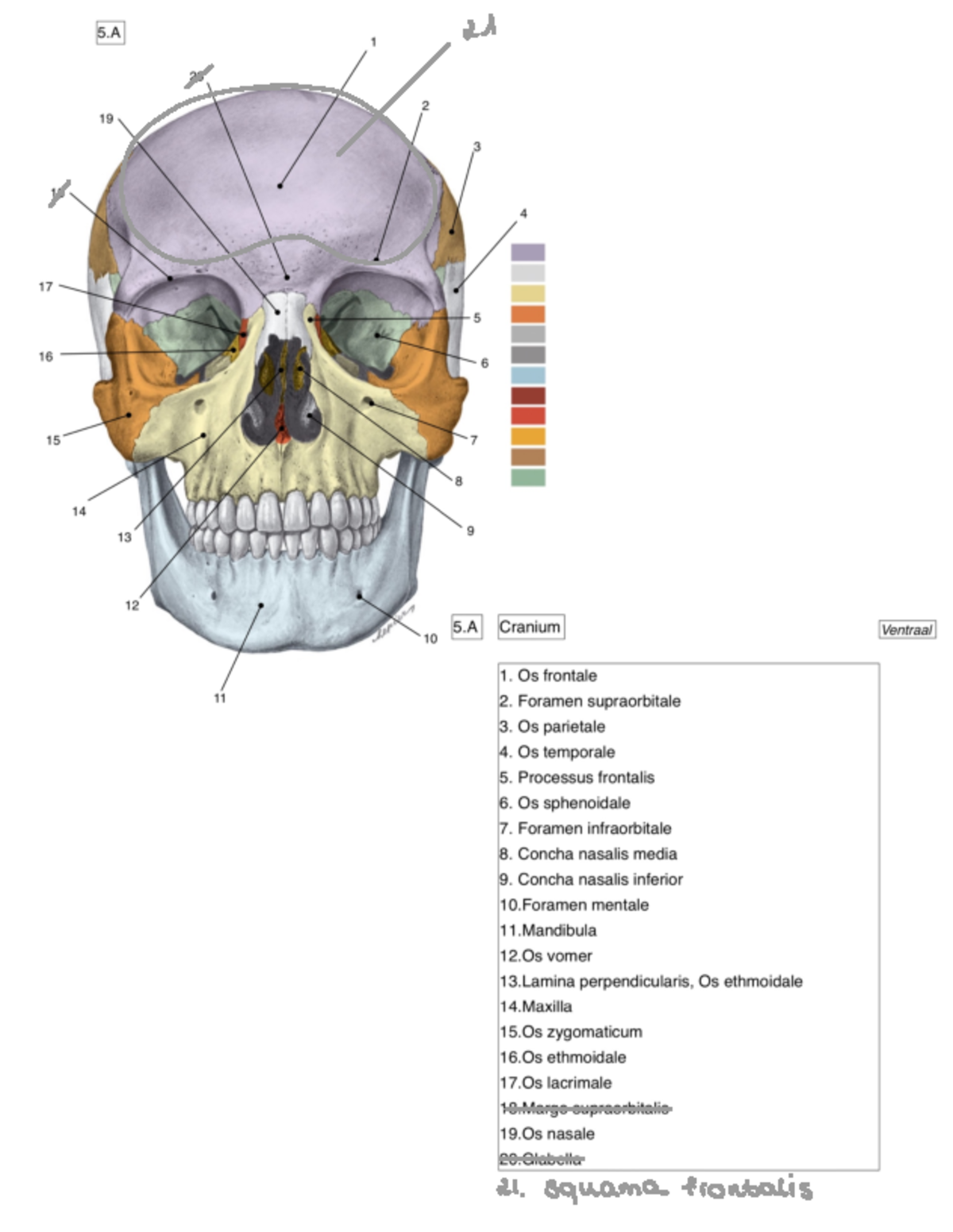 Osteologie en afbeeldingen - Functionele Anatomie: Extremiteiten en ...
