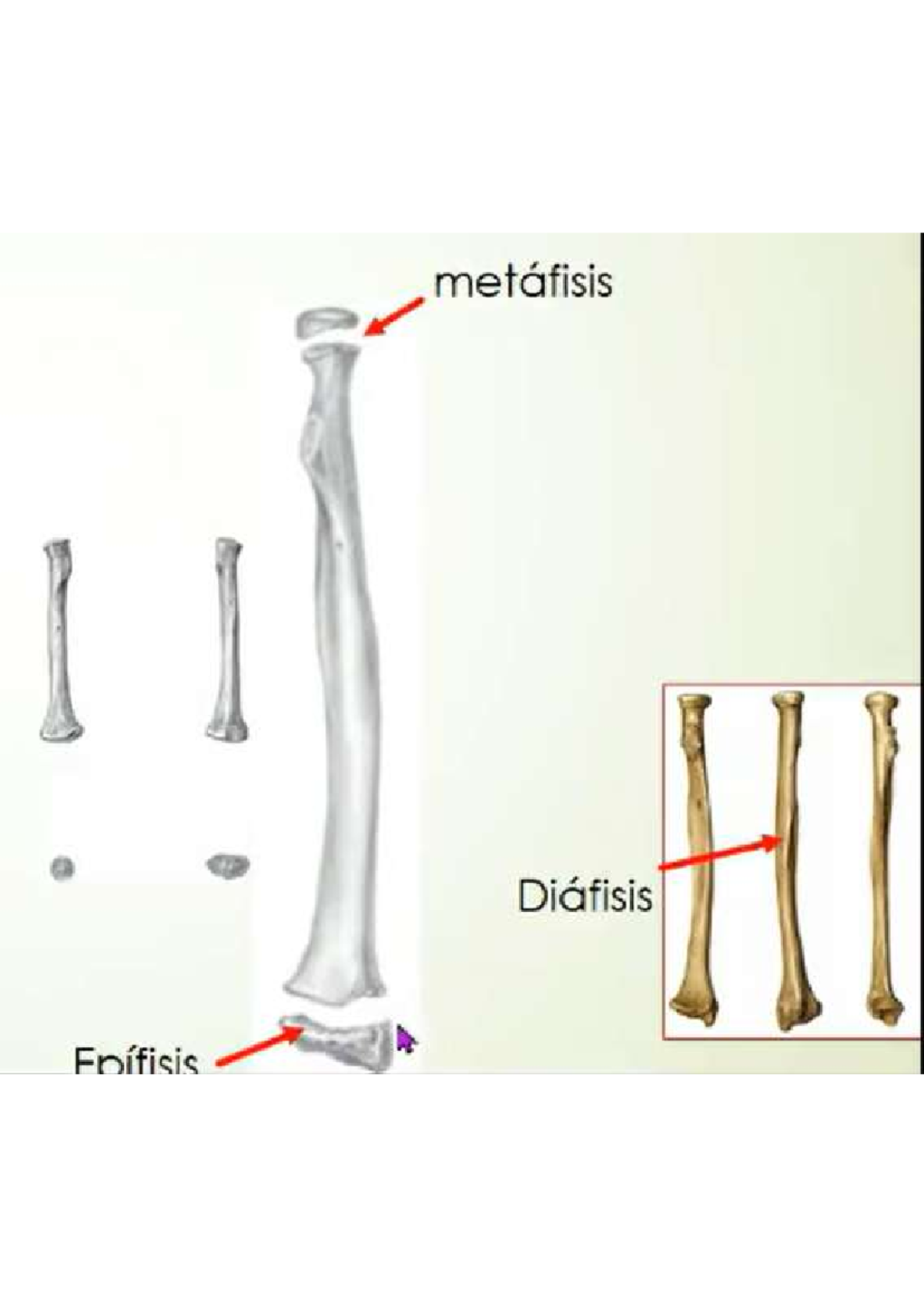 Axial - Apuntes sobre Metáfisis y Estructura Ósea - Studocu
