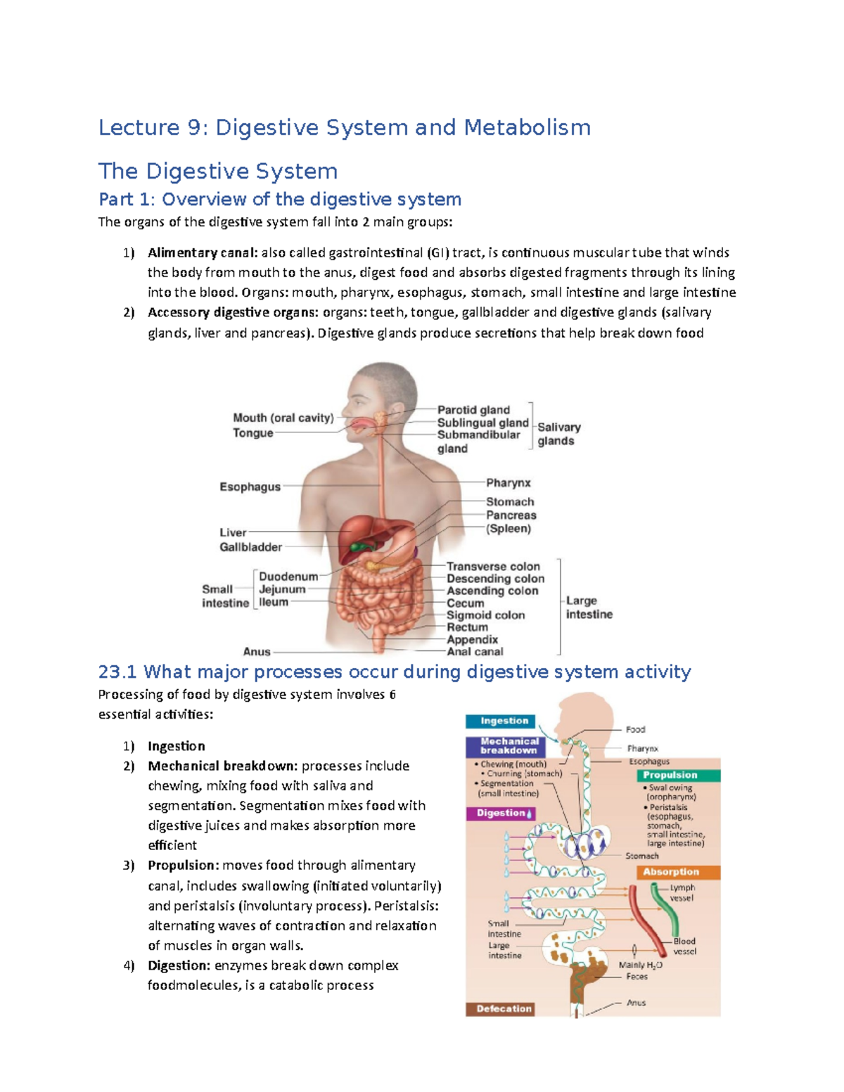 Lecture 9: Summary of the Digestive System - Human Anatomy & Physiology ...