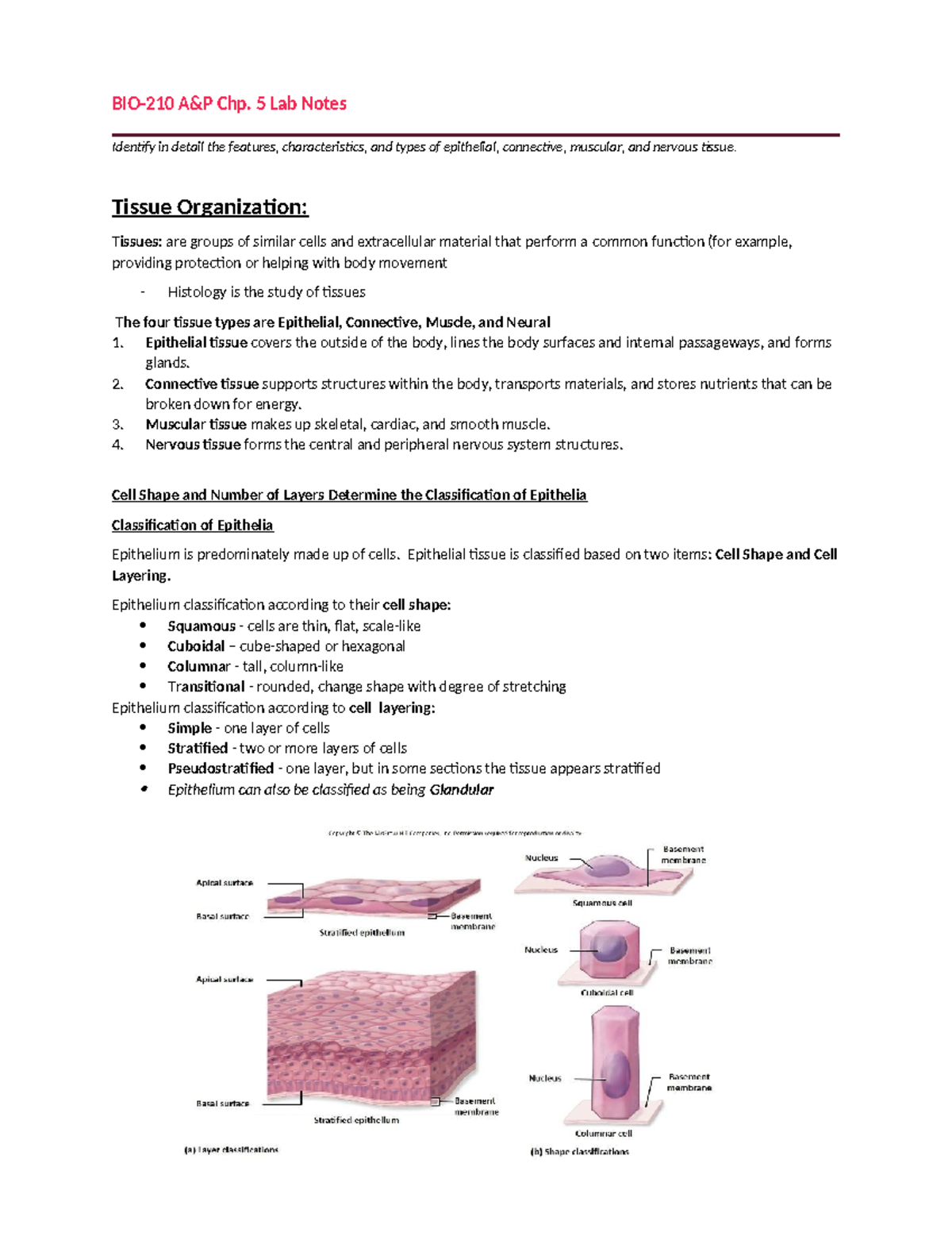 BIO210LAB - Comprehensive Notes on Tissue Types (Ch. 5) - Studocu