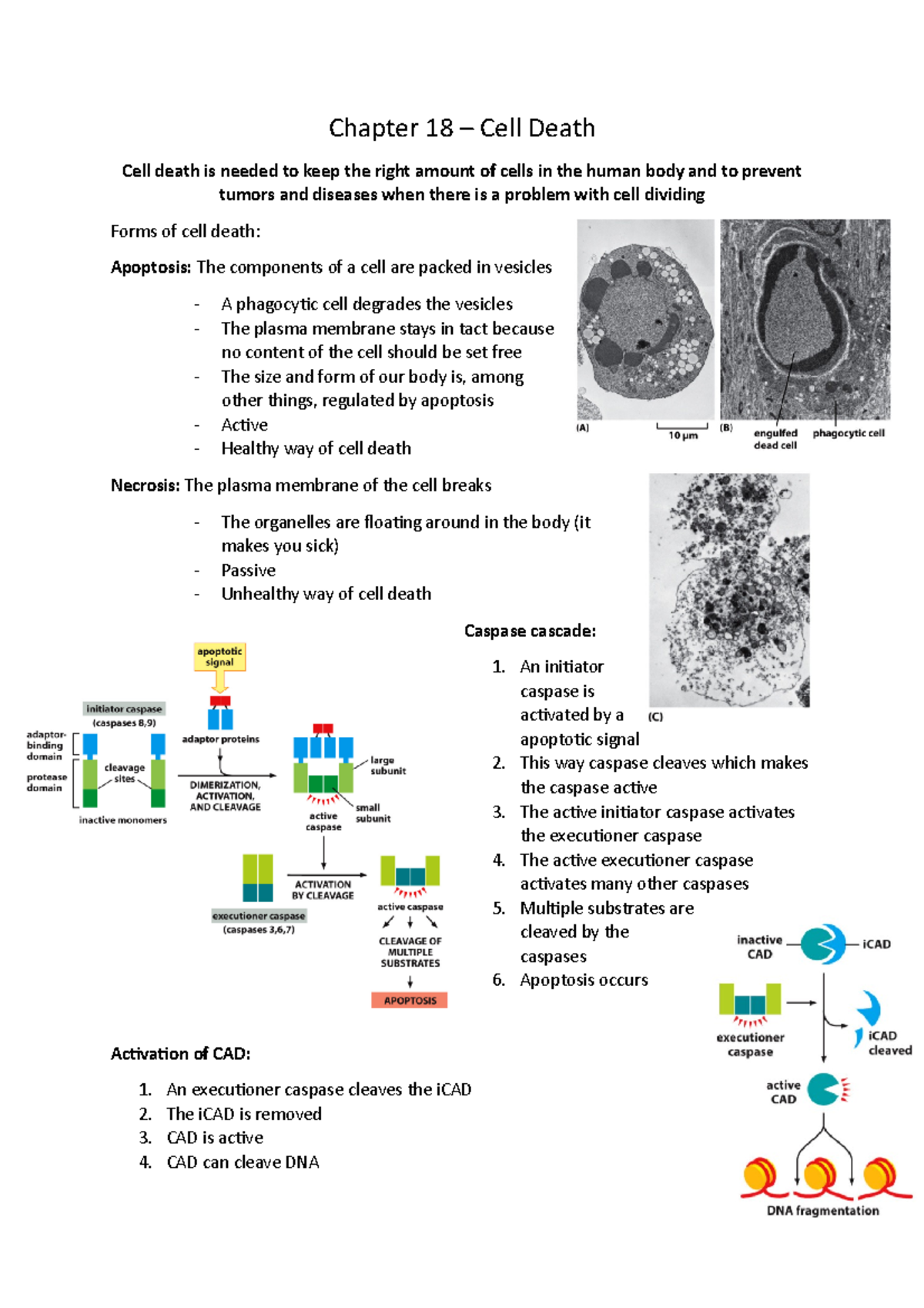 Molecular Biology of the Cell Chapter 18: Understanding Cell Death ...
