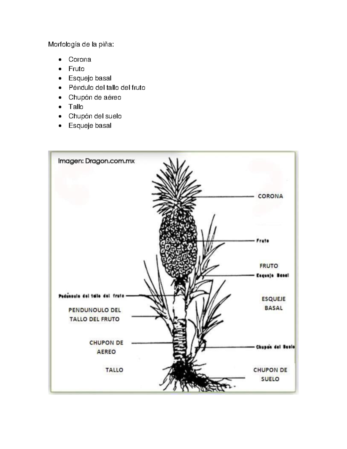 Morfología y Plagas de la Piña: Investigación y Uso de Plaguicidas ...