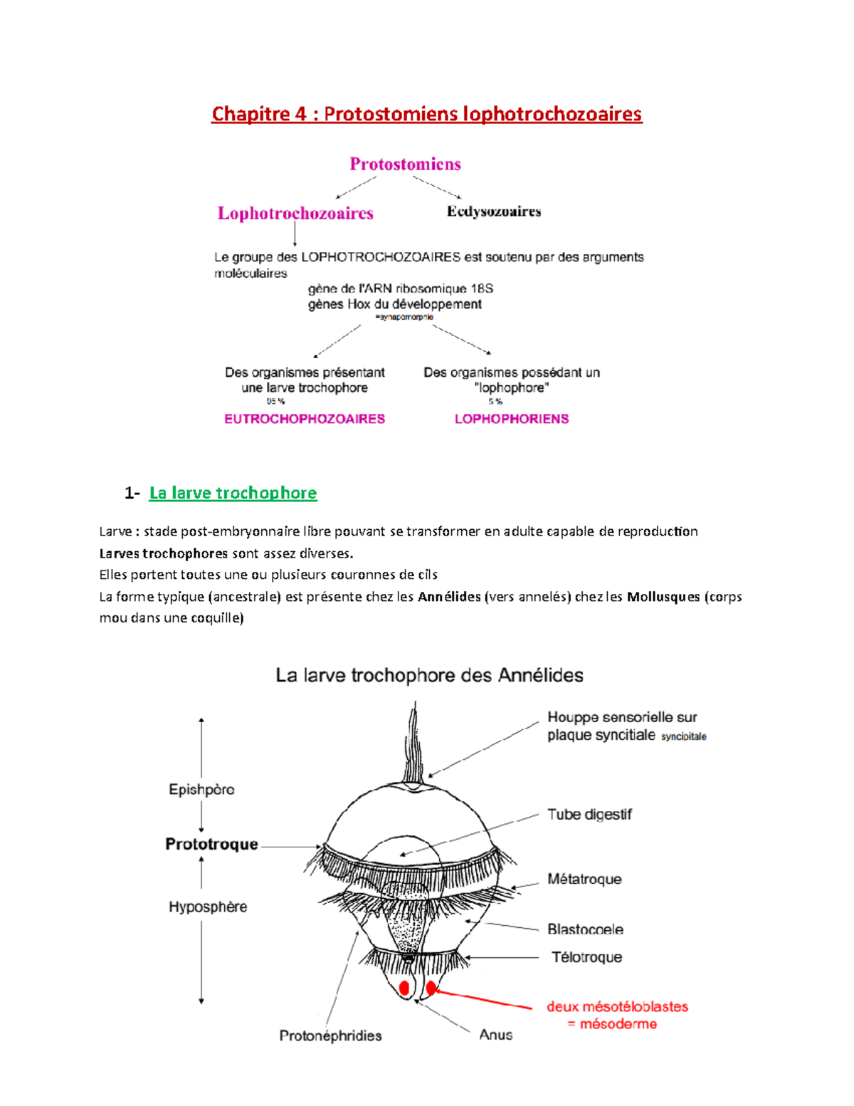 Chapitre 4 - Cours de Biologie des Organismes Animaux: Protostomiens ...