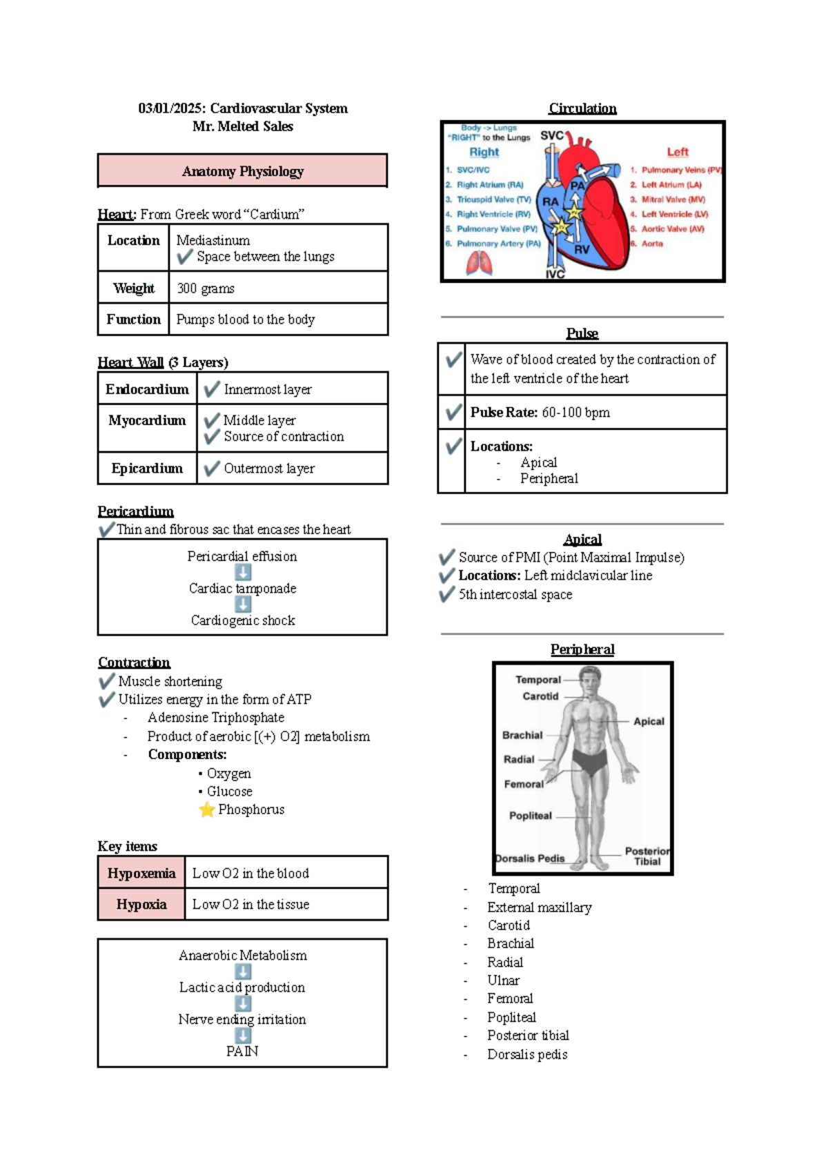 Cardiovascular System Overview: Anatomy & Physiology Notes (Course Code ...