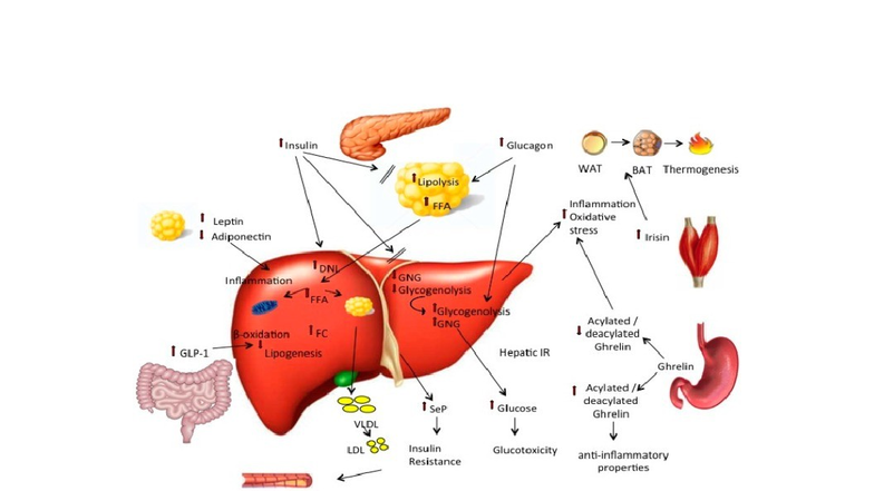 Metabolic Pathways in NAFLD: Key Players and Mechanisms - Studocu