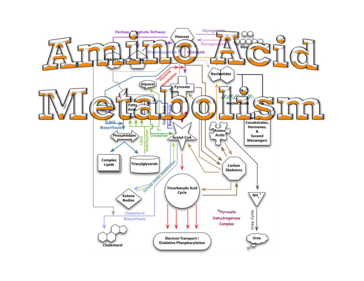 Amino Acid Metabolism: Enzymatic Pathways and Protease Activation (3213 ...